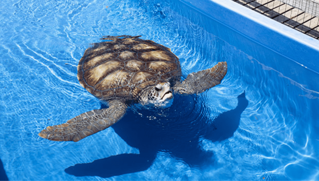 Projeto Tamar fica na Barra da Lagoa e é um dos passeios em Floripa recomendado para pai que buscam uma atração diferente, educativa e divertida para os filhos.