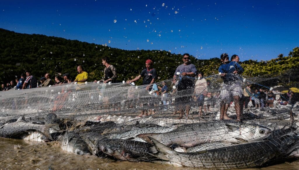pesca artesanal da tainha