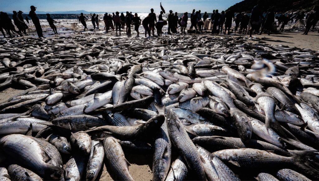 pesca da tainha em florianópolis
