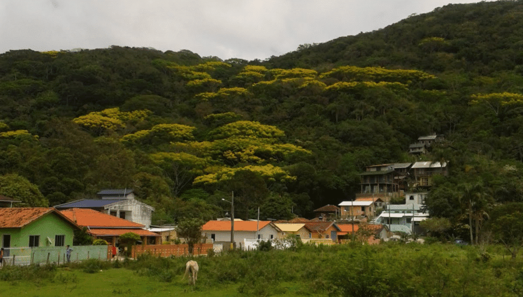 garapuvu