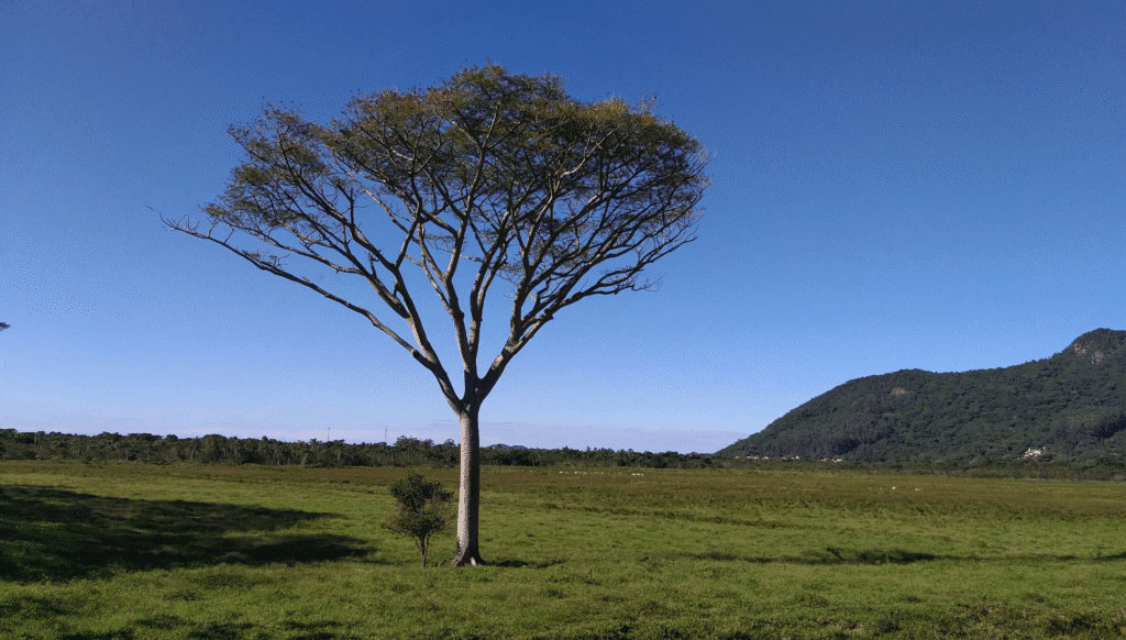 garapuvu costa de cima