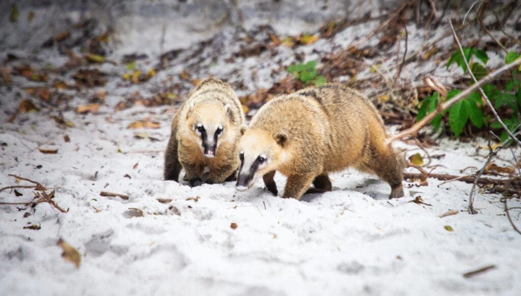 quati ilha do campeche